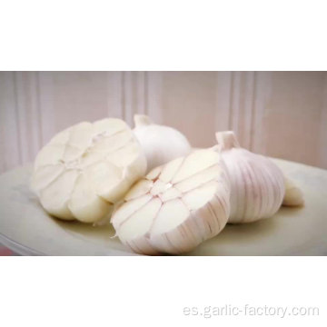 Nuevo precio de cultivo de ajo blanco en jin xiang